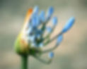 Flower indicating fertility and reproductive health