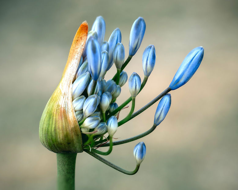 flower blooming representing vibrant health