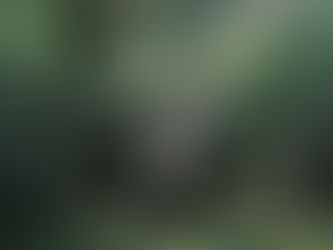 茶畑で茶摘みをする写真