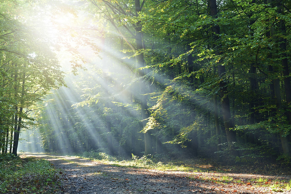 Forest_edited.jpg