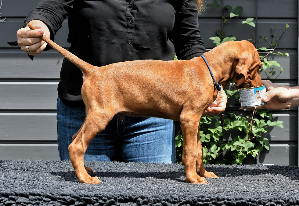 Duke vom Siegtalblick