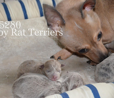 5280TotratTerrierSaffron