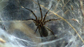The Funnel Weaver