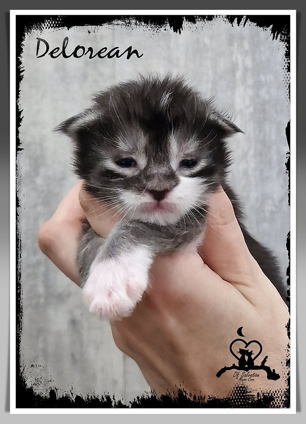 Delorean of Salvation