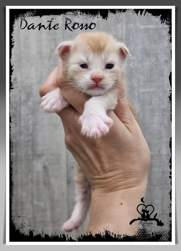 Dante Rosso of Salvation