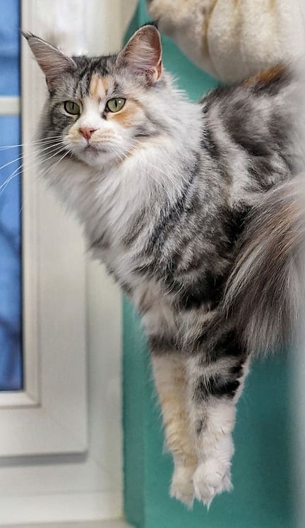 Lucy Of Salvation