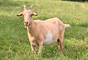 Delilah.jpg