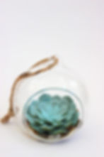 Succulent Hanging Terrarium