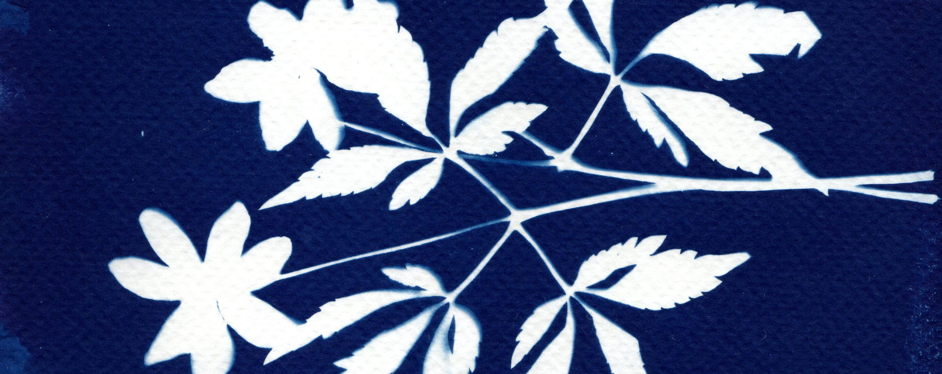 cyanotype-10-artbotanique-decoration-faitmain-loiseaudavril.jpg