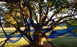 "Nature Entwined 2"
