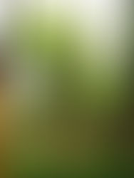 La guerre des arbres