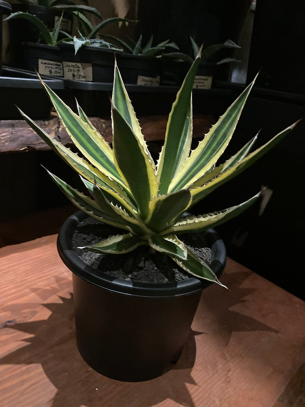 サムネイル： Agave lophantha marginata"五色万代"