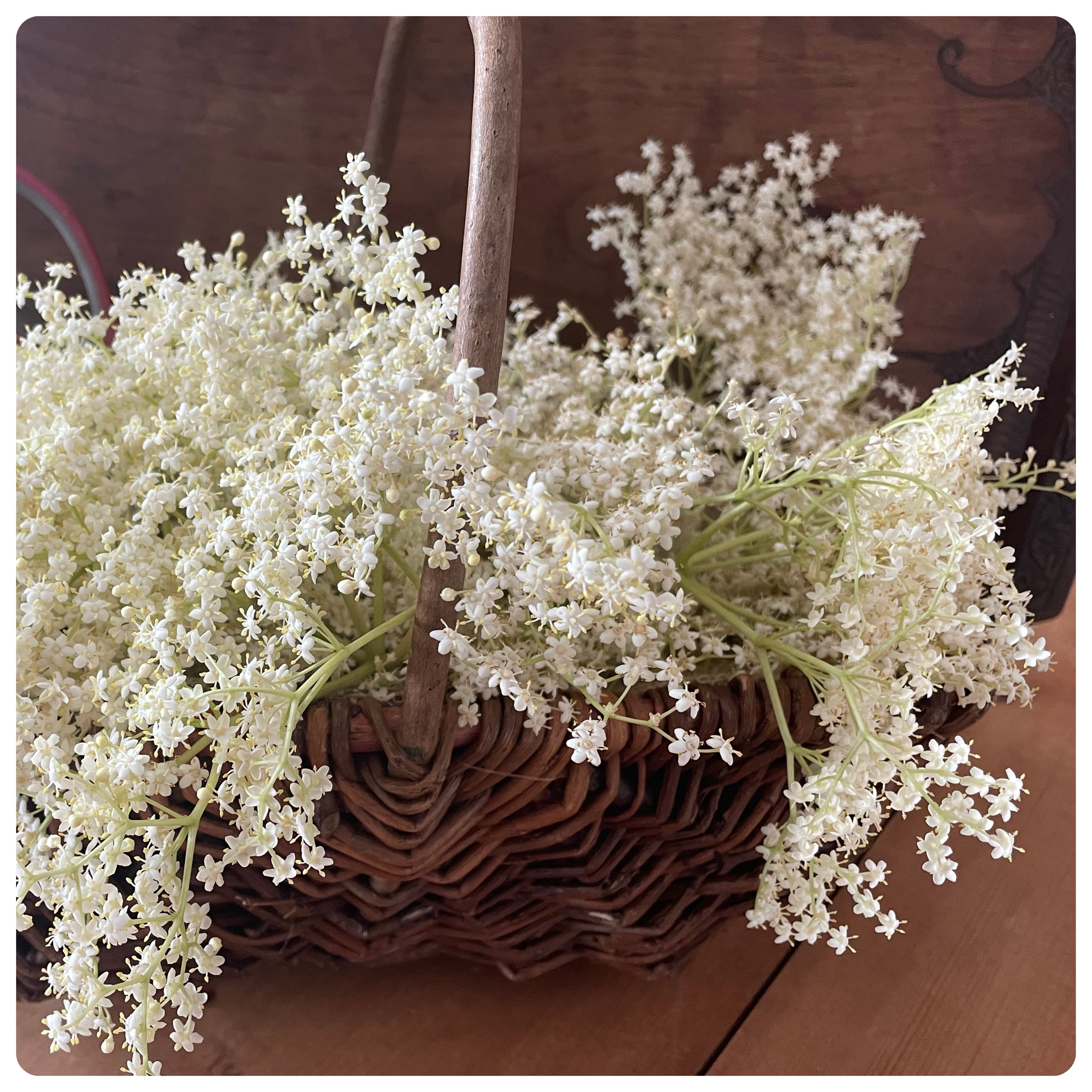 Winter Honeysuckle & Elderflower Snap Bar