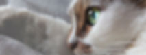 cat.JPG