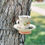 Thumbnail: Sconce Tea Cup Bird Feeder