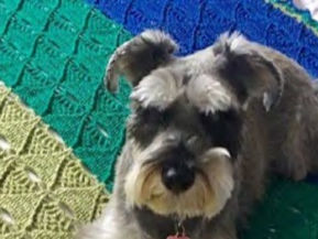 Hidden Hearts Throw US Terms