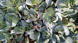 IMG_20160307_133005248