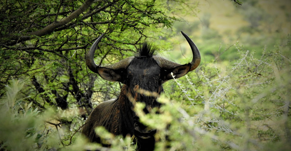 Blue Wildebeest