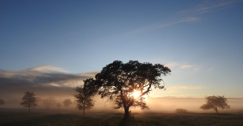 Mist and Camelthorn tree during the Namibian Dawn
