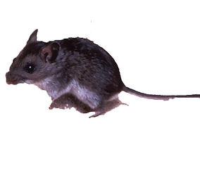92_lores duplicate.jpg