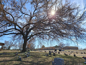 Sunshine streams through bare limbs of a sprawling tree in Fort Smith's Washington Cemetery