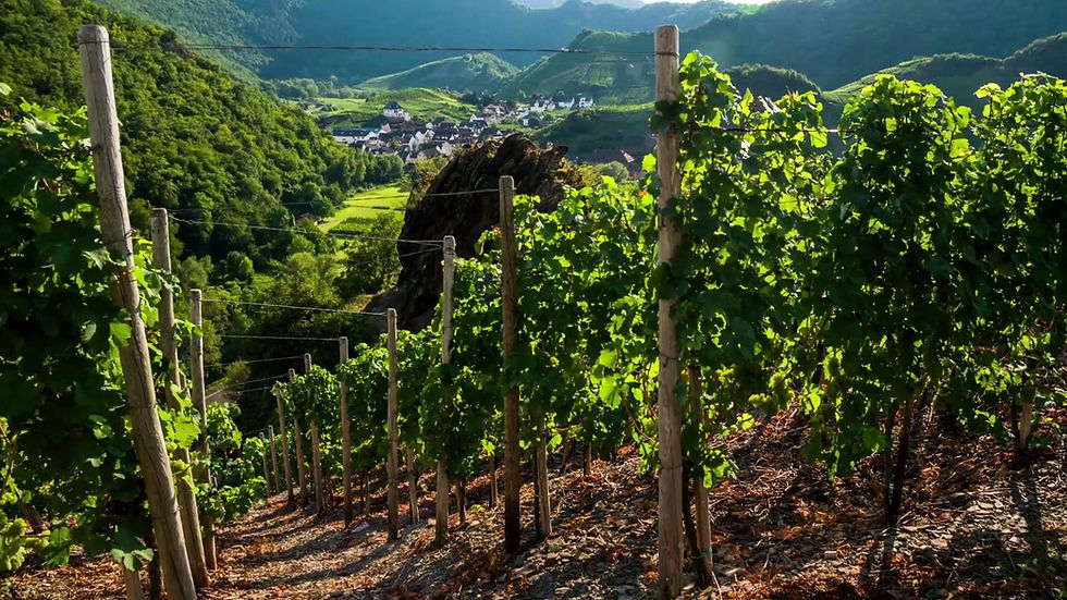 Wine Flights Hero Video.mp4