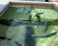 Mahi-mahi collection