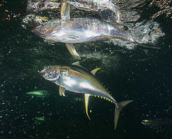 Yellowfin Tuna