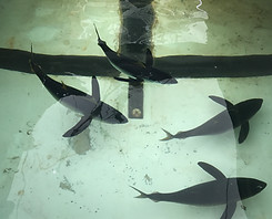 Tuna Collection