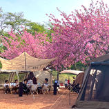 【中之条・春キャンプ】GWも楽しめる伊参オートキャンプ場の桜満開春キャンプの楽しみ方と花粉対策ガイド