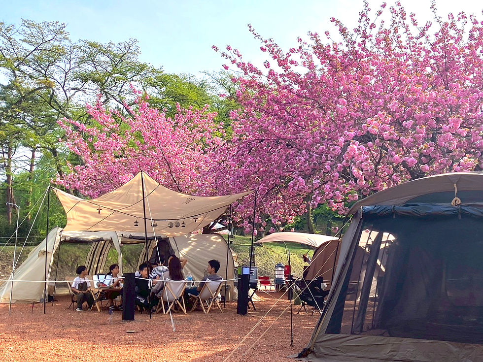 【中之条・春キャンプ】GWも楽しめる伊参オートキャンプ場の桜満開春キャンプの楽しみ方と花粉対策ガイド