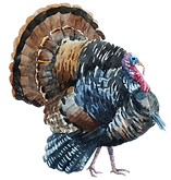 Watercolor Turkey 1
