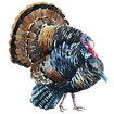 Watercolor Turkey 1