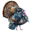 Watercolor Turkey 1