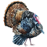 Watercolor Turkey 1