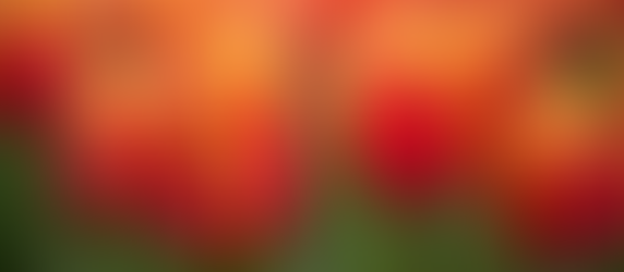 Seasonal Flowers Guide: Seasonal Flowers You Can Find Right Now