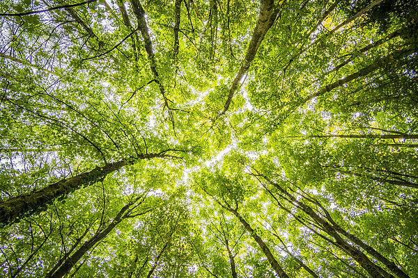 forest-2800784.jpg