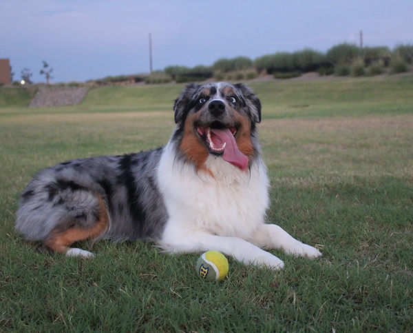 Kodah ball Pic.jpg