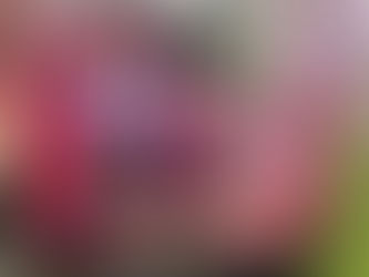 Ден на розовата фланелка