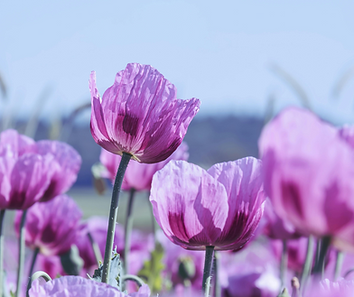 Mensch-Hund-Shooting in violetten Mohnblumen – Sommer 2025
