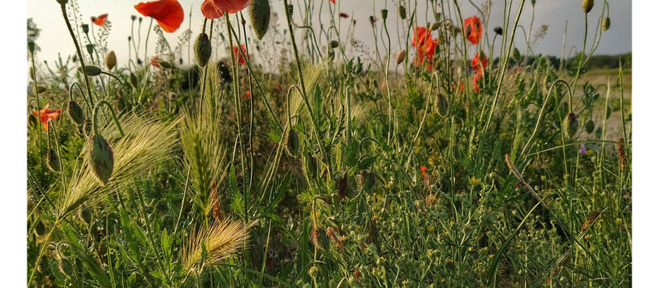 Il giardino a basso impatto idrico