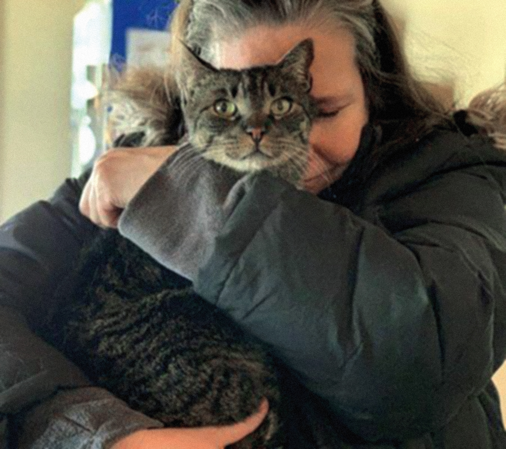 Gato regresa a su hogar tras 5 años