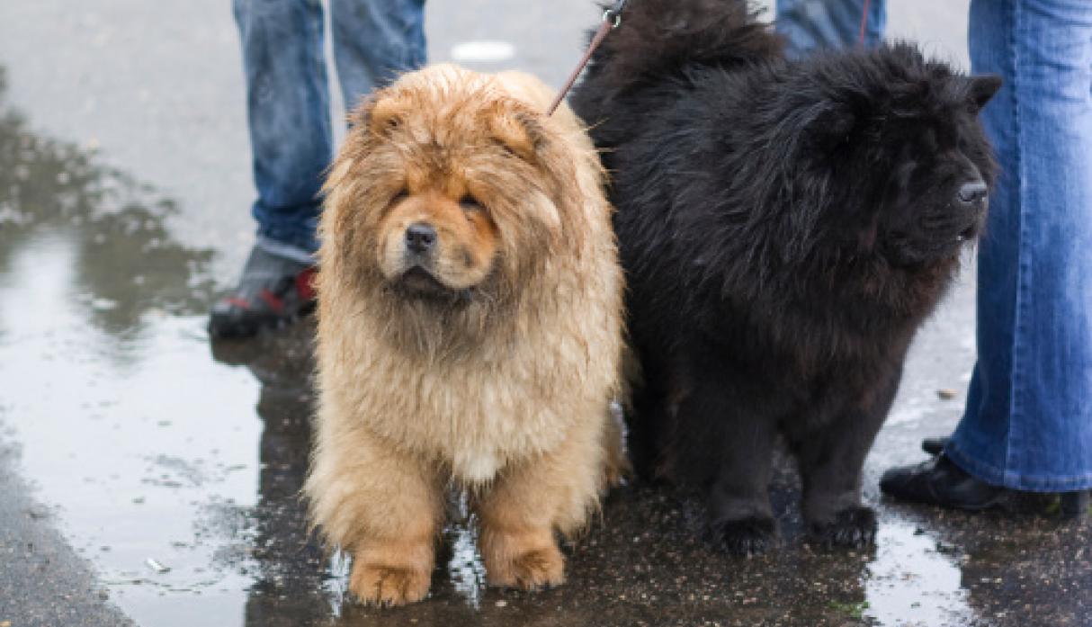 casa térmica para mascotas