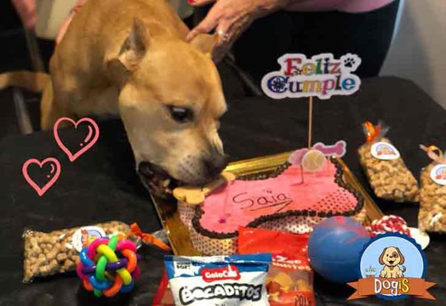 Las mascotas también festejan