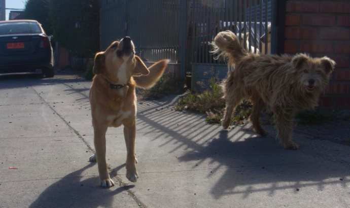 Luna y Copito:nombres que se repiten