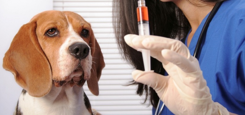 Test que identifica razas caninas
