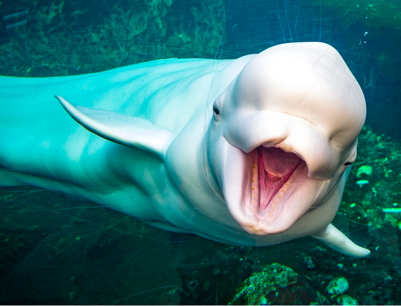 ¿Ejército de ballenas?