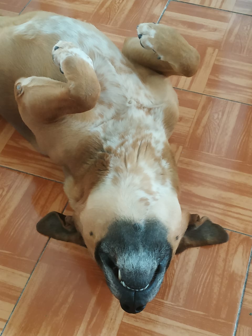 “Mega Jornada” de esterilización