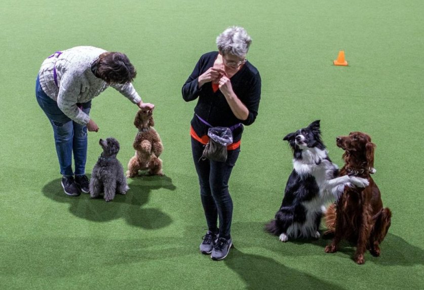 Los perros también salen a bailar
