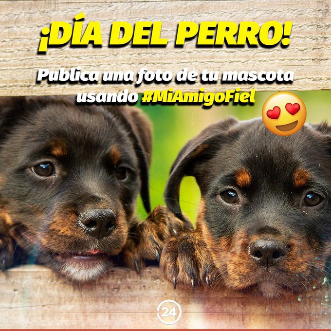 Día internacional del perro: